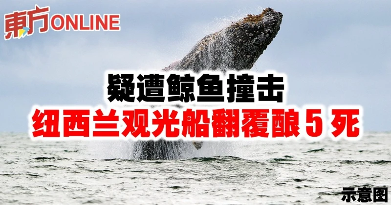 疑遭鯨魚撞擊　紐西蘭觀光船翻覆釀5死