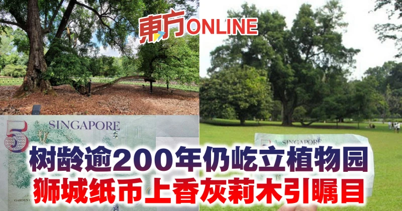 樹齡逾200年仍屹立植物園　紙幣上香灰莉木勾起獅城人回憶