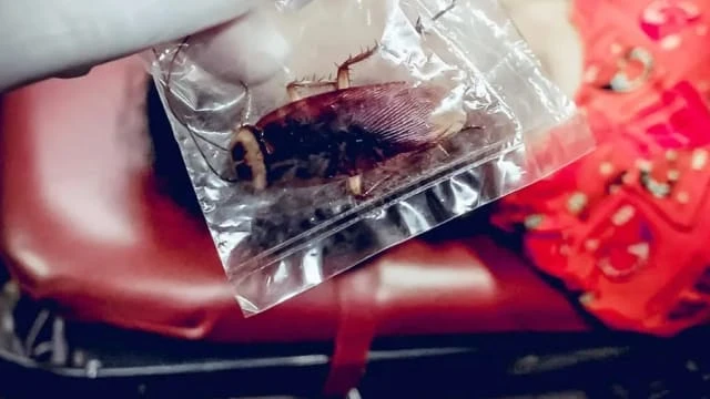 拇指大蟑螂咬膝蓋 泰女全身起疹暈厥急送醫