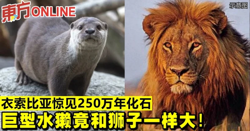衣索比亞驚見250萬年化石　巨型水獺竟和獅子一樣大！