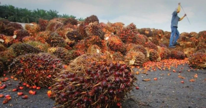 2019年11月來最高水平　棕油8月庫存達209萬公噸