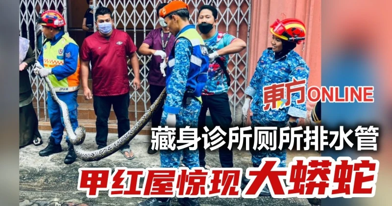 藏身診所廁所排水管　甲民防部隊捕15公斤重蟒蛇