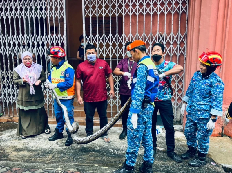 藏身診所廁所排水管　甲民防部隊捕15公斤重蟒蛇