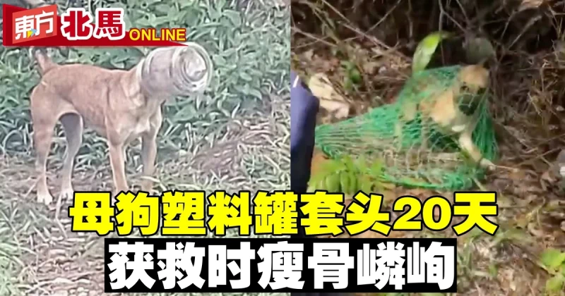 母狗塑料罐套頭20天　獲救時瘦骨嶙峋
