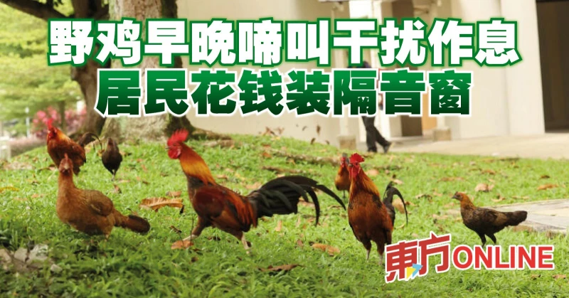 野雞早晚啼叫干擾作息　居民花錢裝隔音窗