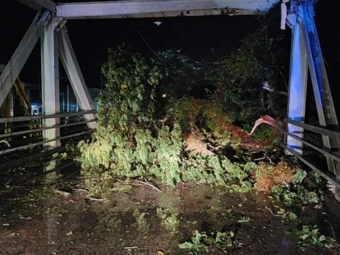 吧巴鐵橋  大樹倒下阻擋來往車輛