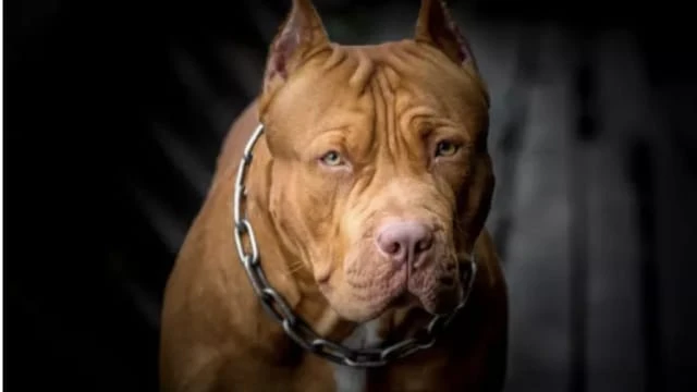 比特犬把鄰居咬破頭她堅持要養 泰國婦女被活活咬死