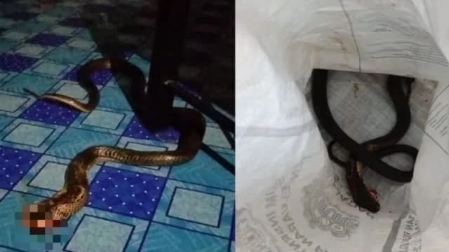 禍不單行 ！馬國婦女遇車禍骨折 又遭眼鏡蛇襲擊 