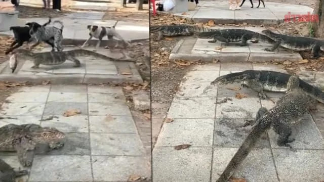 泰國巨蜥大戰狗群 網民：以為進了侏羅紀公園