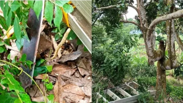 馬男修剪果樹時跌倒 巴冷刀插肋骨倒斃屋前