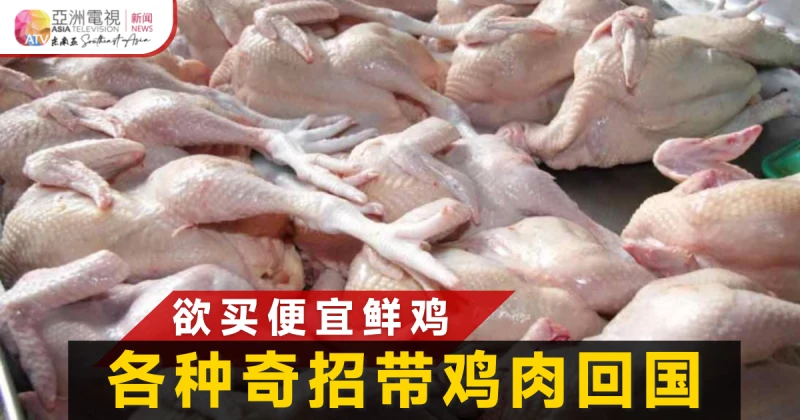 「報紙雞」矇混過關  獅城客偷帶鮮雞回國