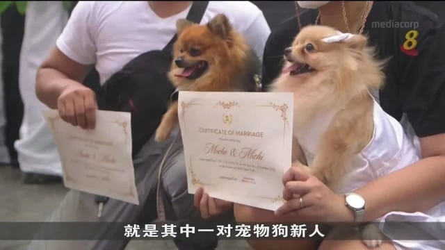 馬尼拉百名寵物主人為寵物們舉行特別婚禮和祝福儀式