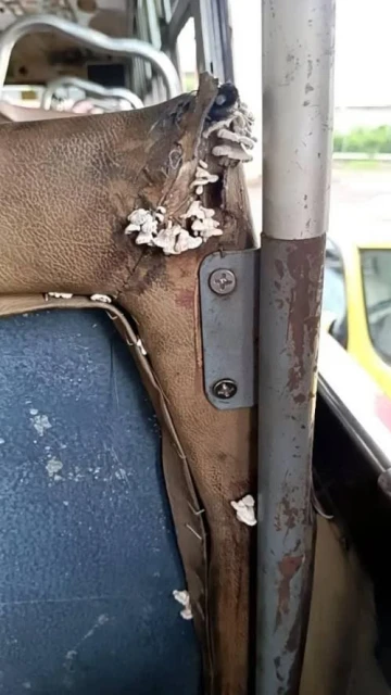 泰國曼谷公共巴士「生菇」 網虧：坐巴士還有點心吃！