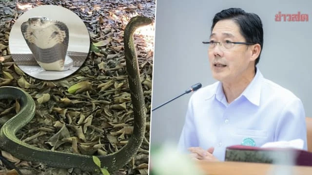 雨季降臨毒蛇咬人事故頻傳 泰吁人民小心屋內暗角落