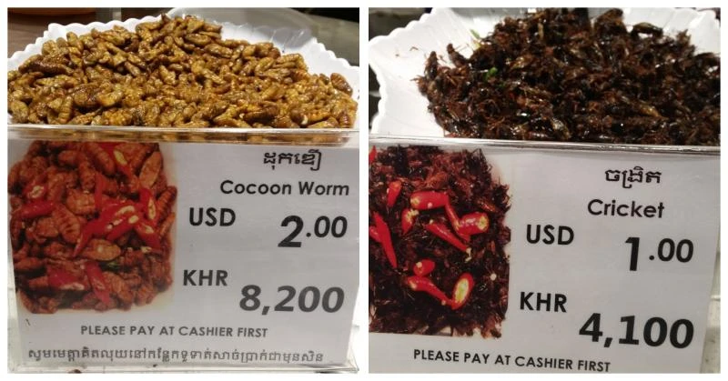 飛蛾、蟋蟀等昆蟲為你補充蛋白質 　大家ready了嗎？