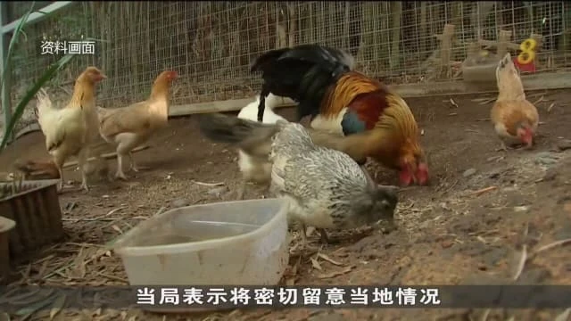 越南出現八年來首起人類感染禽流感病例