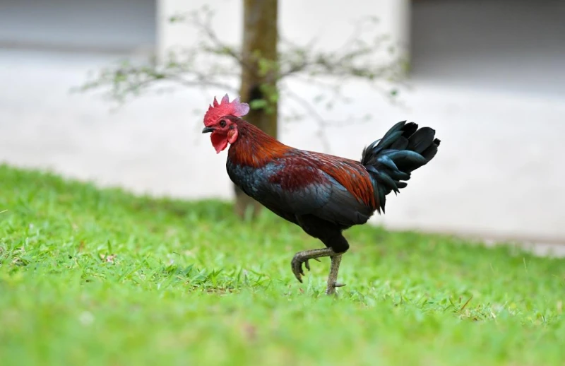 居民備受雞啼困擾　新民閣工作小組擬用避孕藥控制雞隻數量