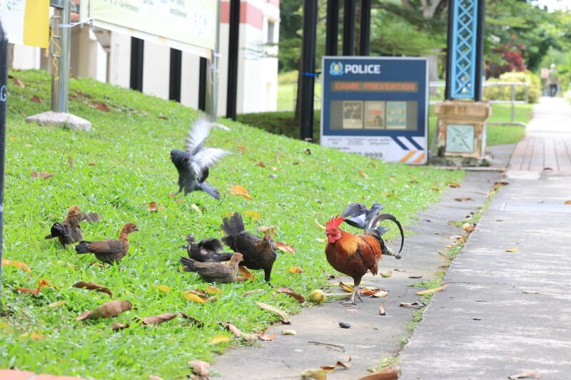 居民備受雞啼困擾　新民閣工作小組擬用避孕藥控制雞隻數量