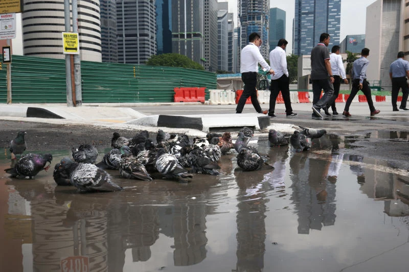 居民備受雞啼困擾　新民閣工作小組擬用避孕藥控制雞隻數量