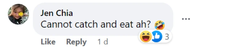 居民備受雞啼困擾　新民閣工作小組擬用避孕藥控制雞隻數量