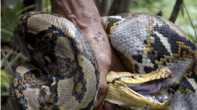 印尼婦女赴膠園工作 慘遭6.7米巨蟒活吞