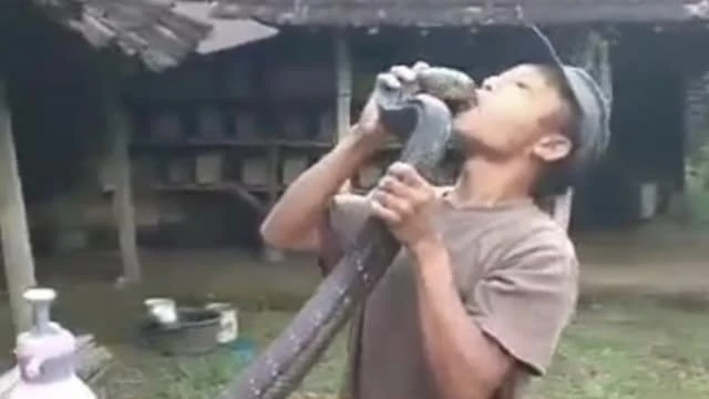 遭四米多長寵物眼鏡王蛇「親吻」 印尼男不幸喪命