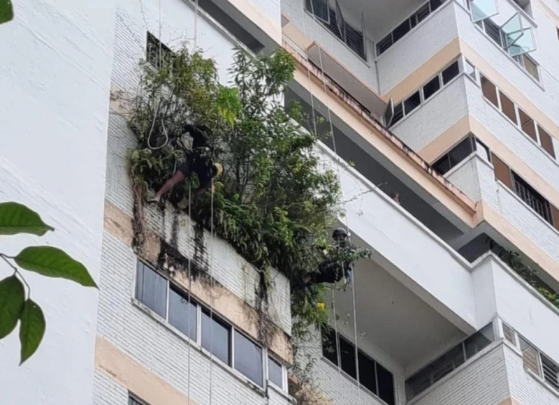 天降奇兵只為斬草　屋主：斬草未除根，春風吹又生！