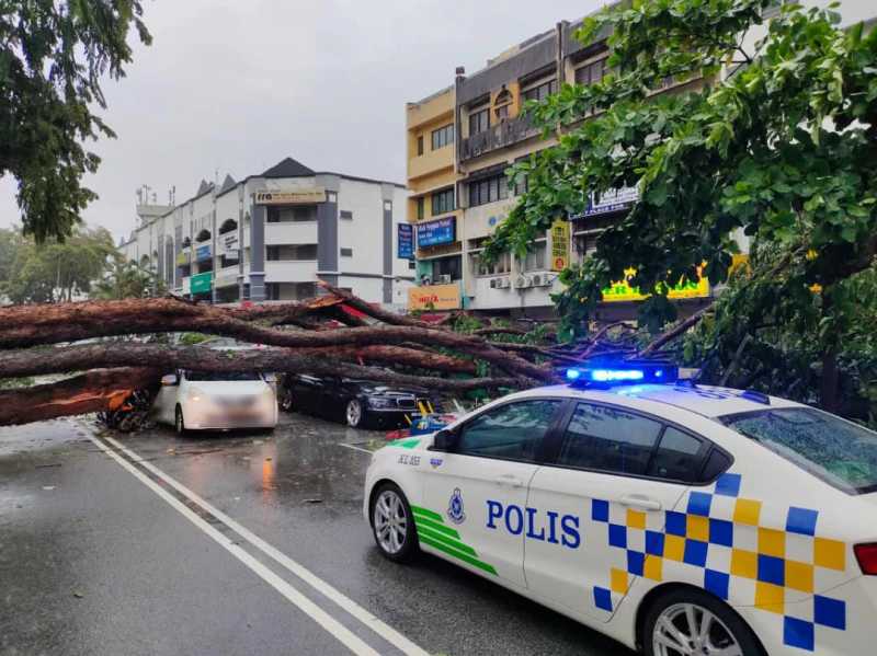 大樹塌下砸4車 6人路過遭殃負傷