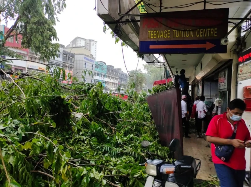大樹塌下砸4車 6人路過遭殃負傷
