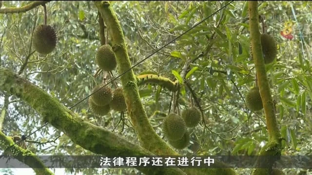 馬國彭亨州朝野政黨候選人就貓山王危機相互指責