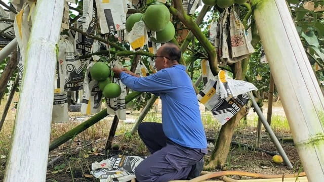 專家：馬國一些有名望的獨立人士其實有勝算