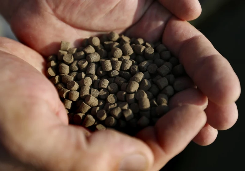 本地鮮魚價格一漲再漲背後　有哪些環環相扣的因素？