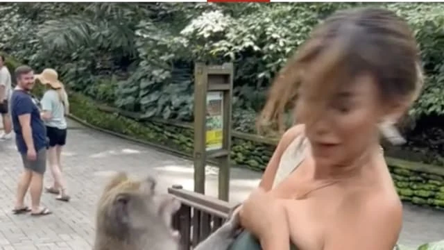 巴厘島猴子「施魔爪」 前秘魯小姐遭襲胸掌摑