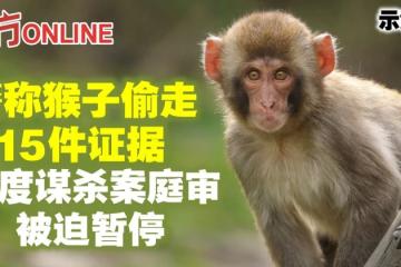 警稱猴子偷走15件證據　印度謀殺案庭審被迫暫停