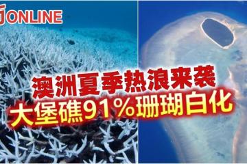 澳洲夏季熱浪來襲　大堡礁91%珊瑚白化