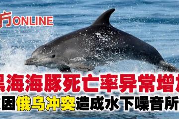 黑海海豚死亡率異常增加　或因俄烏衝突造成水下噪音所致