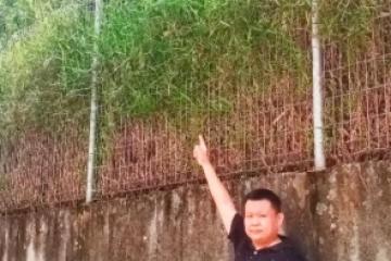 沙登嶺14區4B路多年沒清理　雜草長得比人高