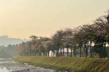 「大馬櫻花」風鈴木盛開　檳島共種植3047棵