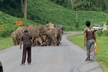 卡拉巴幹路野象頻現 途經行車被攔1小時