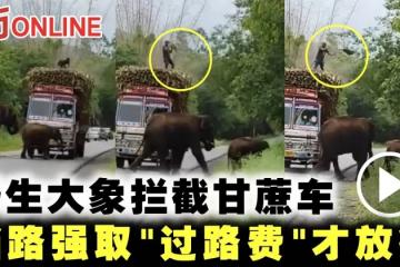 野生大象攔截甘蔗車　擋路強取「過路費」才放行 