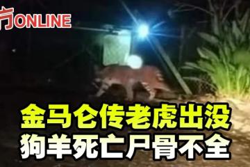 金馬侖傳老虎出沒　狗羊死亡屍骨不全