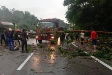 兼職後雨中騎摩哆趕路　大學生被倒下大樹壓死