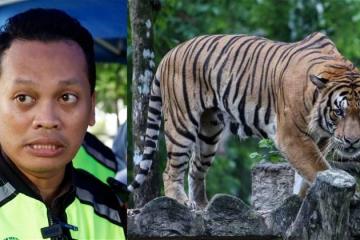 保護棲息地打擊偷獵者　政府拯救瀕危馬來亞虎
