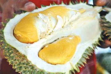 武吉美拉成黑刺榴槤種植區　園主放眼出口中國