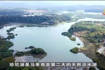 彭亨州修復珍尼湖自然生態環境 原住民積極培植樹苗