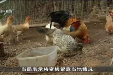 越南出現八年來首起人類感染禽流感病例