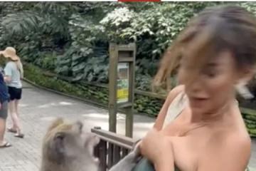 巴厘島猴子「施魔爪」 前秘魯小姐遭襲胸掌摑