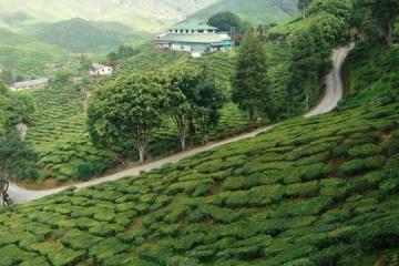 非官方成績：彭亨或出現懸峙州議會