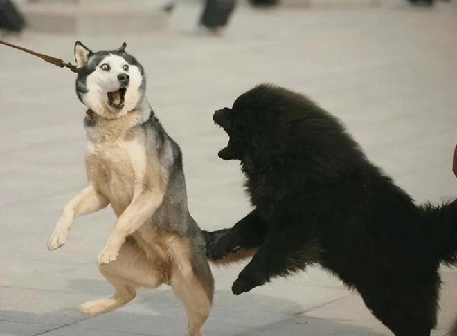 暗改魔獸春節，不讓中國人打比賽！暴雪到底做了多少件缺德事？