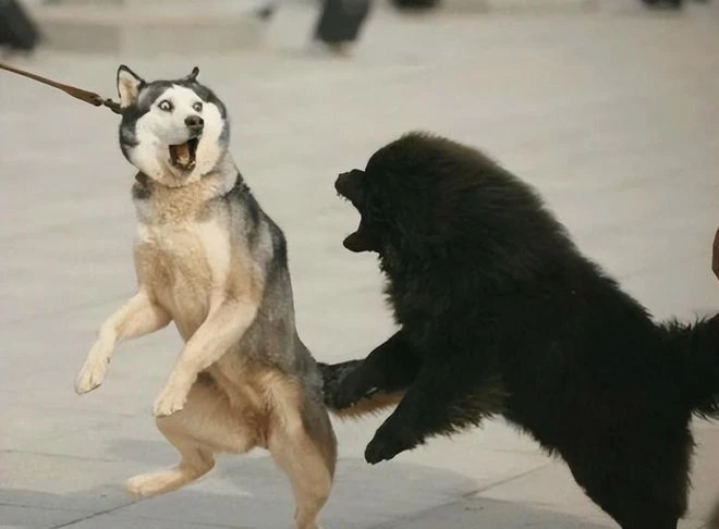 年度撕X大戰全線回顧：網易暴雪花式鬥法，玩家很受傷！